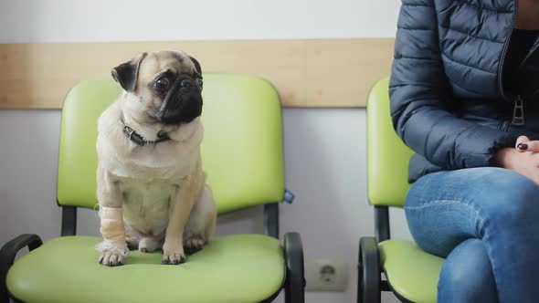 Sick Dog Pug with Bandaged Paw in Line at Veterinary Clinic, the Girl Strokes and Pities the Dog alt