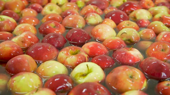 Washing Apples on the Conveyor alt