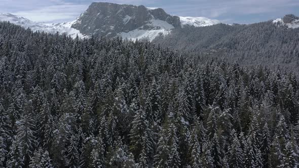 Bird's-eye view of the winter forest on the mountain