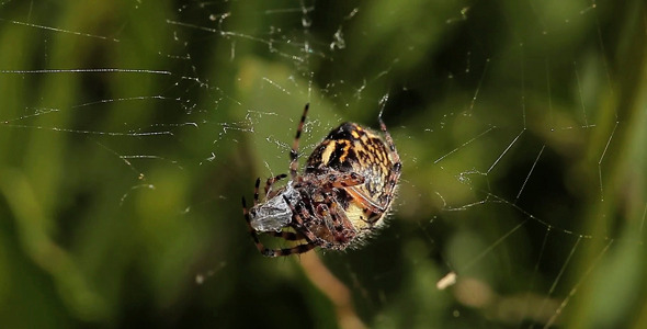 Spider Feeding