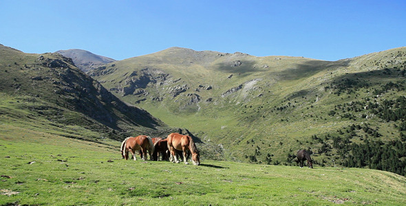 High Mountain Horses