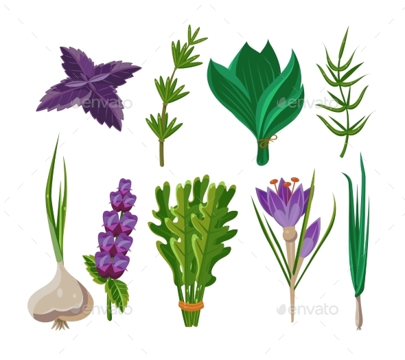 Set Of 9 Vector Herbs Set Of 9 Vector Herbs