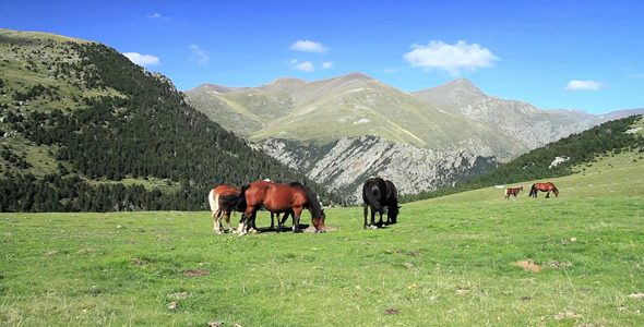 Horses At Green Mountain