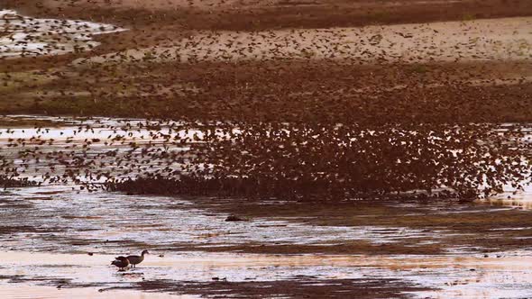 Red-billed Quelea  in Kruger National park, South Africa alt