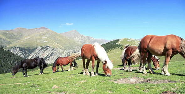 Horses Eating Grass At High Mountain