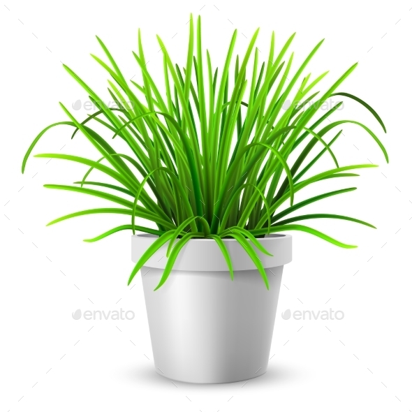 Green Grass in White Flowerpot Green Grass in White Flowerpot