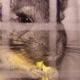Chinchilla 5 - VideoHive Item for Sale