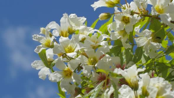White Flowers Inflorescences Of Acacia Senegalia