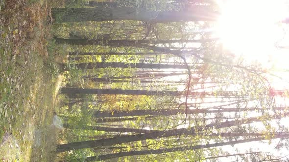 Vertical Video of Forest Landscape in Autumn Slow Motion alt