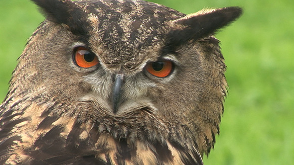 Eurasian Great Eagle Owl