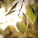 Birch Leaf in The Evening Sun - VideoHive Item for Sale