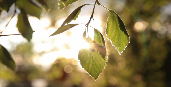 Birch Leaf in The Evening Sun