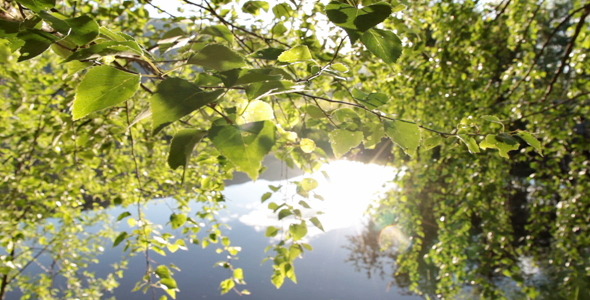 Birch Tree Leaves And Sunny Lake