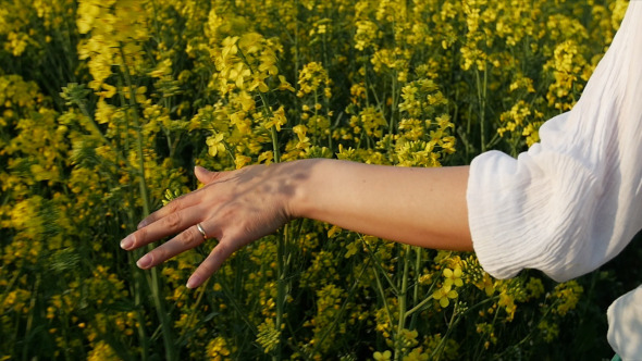 Woman Hand Touching Brassica Rapa Canola Field 1