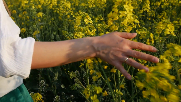 Woman Hand Touching Brassica Rapa Canola Field 2