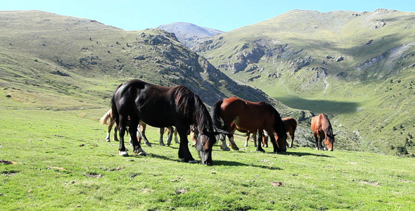 Group Of Horses