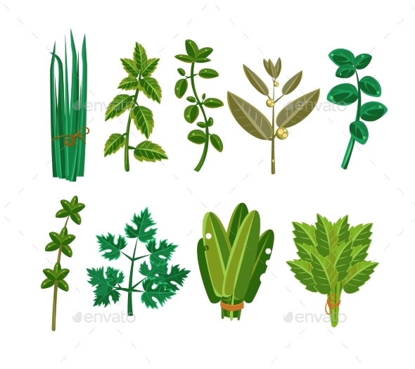 Set of 9 Vector Herbs Set of 9 Vector Herbs