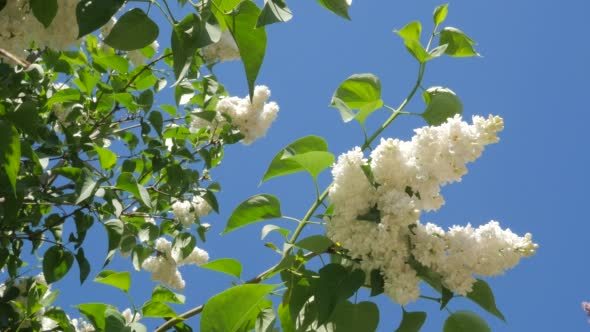 Blossoming White Lilac For Chromakey Branches