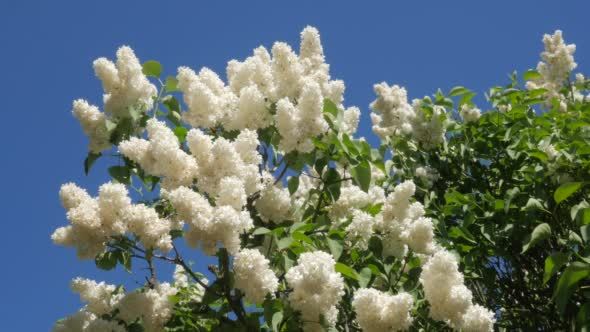 Blossoming White Lilac