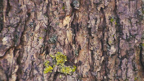 Bark and Ants
