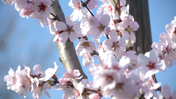 Cherry Blossoms Against A Blue Sky