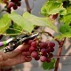 Harvesting of Grapes - VideoHive Item for Sale