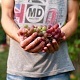 Man Shows the Grape Harvest - VideoHive Item for Sale