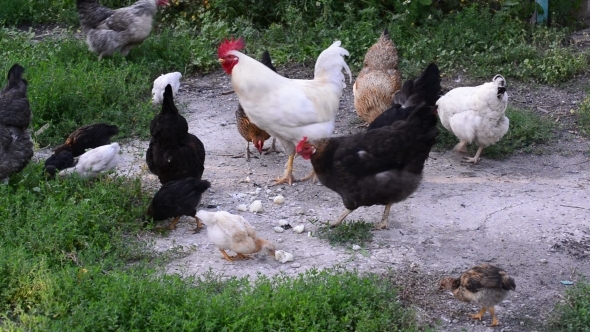 Chickens Pecking At Food In The Yard, Stock Footage | VideoHive