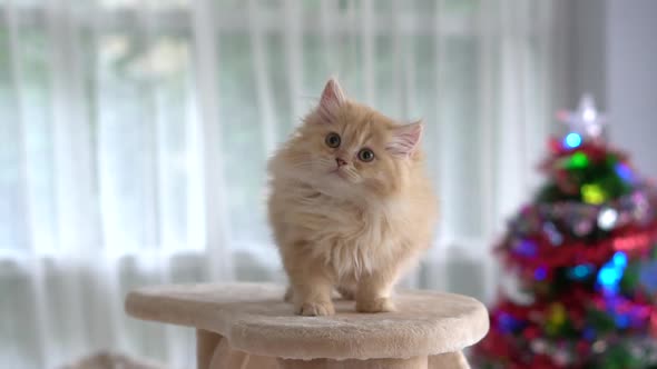 Cute Persian Kitten Looking  On Cat Tower alt