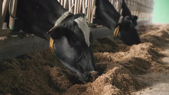 Farm in Countryside Hungry Cows Chewing Feed in a Stall Herd of Animals with Ear Tags and Collars in alt