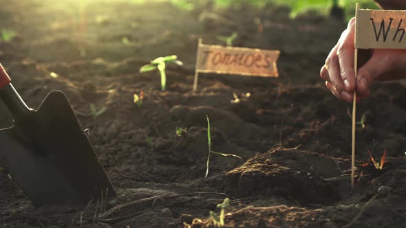 The Word Wheat, A Marker For Planted Plantation Of Seedlings Of Wheat Grain, Agronomist Marks alt