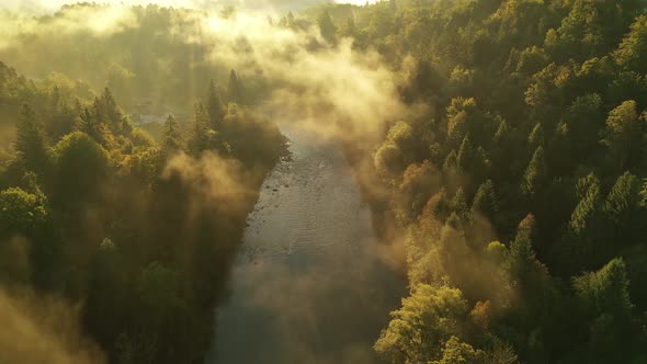 Misty autumn forest alt