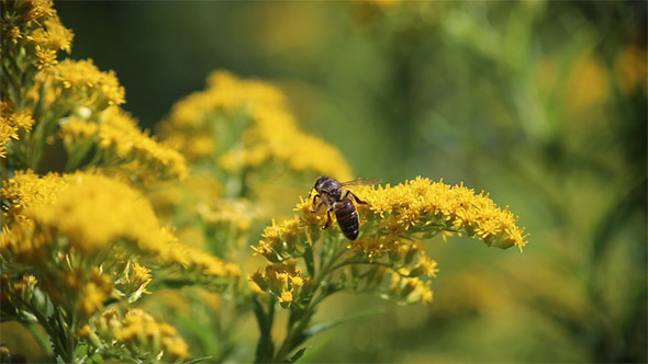 Bee Pack Bee Pack