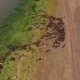 Aerial - Flock Of Sheep Before The Shepherd Built - VideoHive Item for Sale