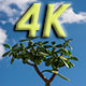Tree and the Sky  - VideoHive Item for Sale