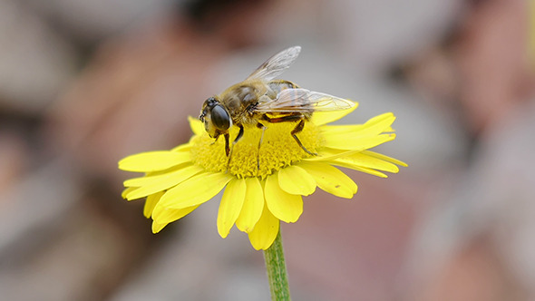Bee Sitting On Yellow Daisy 1