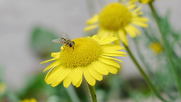 Fly Sitting on Yellow Daisy 1