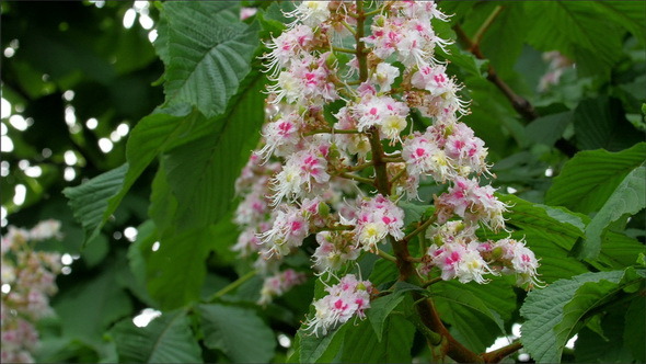 The Flower of a Horse Chestnut or Aesculus Hippoca