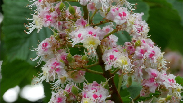 Closer Look of the Horse Chestnut Flower 