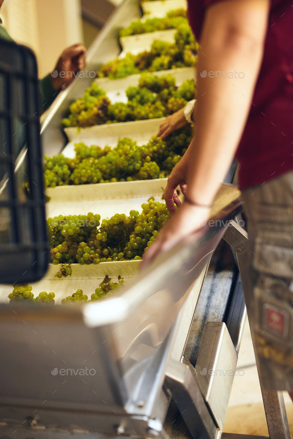 Hand sorting grapes on a conveyor belt at winery - Stock Photo - Images