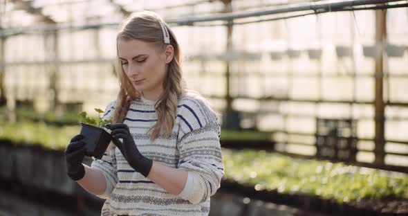 Female Gardener Examining Plants at Greenhouse alt