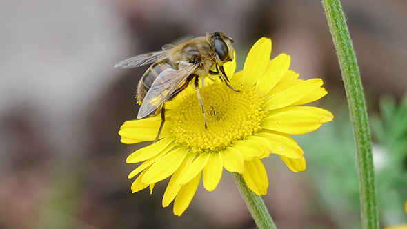 Bee Sitting On Yellow Daisy 4