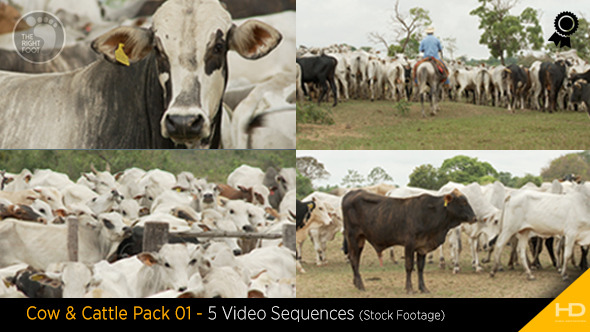 Cow & Cattle Pack 01