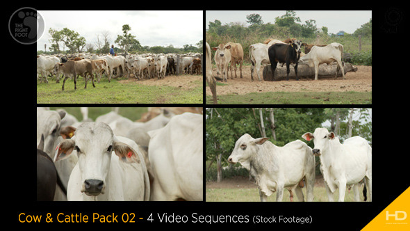 Cow & Cattle Pack 02