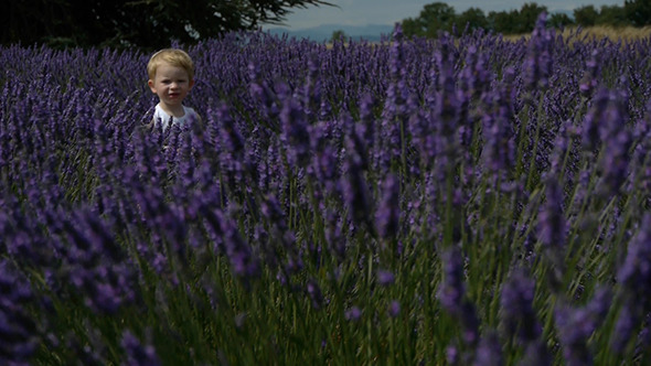 Child Boy In Lavender Field