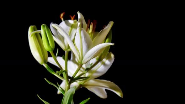 Opening White Lily Flower