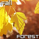 Fall Forest - VideoHive Item for Sale