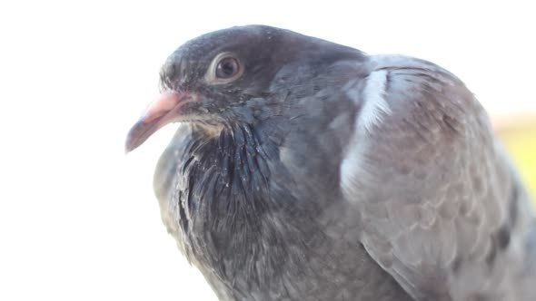 Pigeon Blinking and Looking into Camera