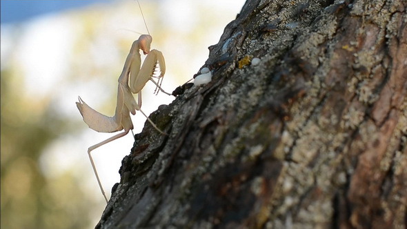 Praying Mantis Catching and Then Eating a Housefly