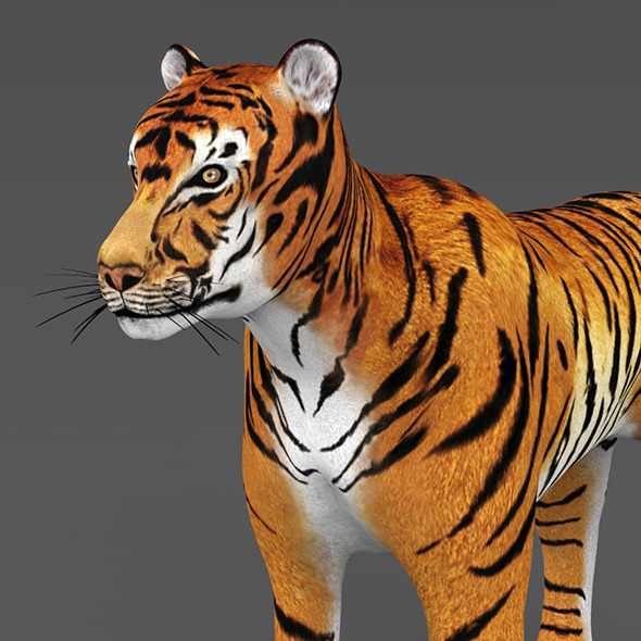Realistic Tiger - 3Docean 12839801